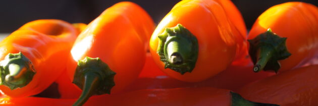 Pickled Aji Peppers with Pork Chops