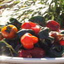 Poblanos in Oaxaca Beef